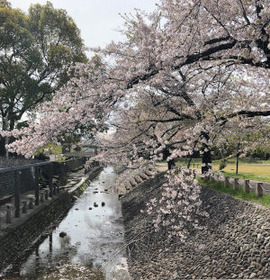 お花見 3