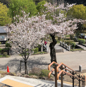 お花見 1